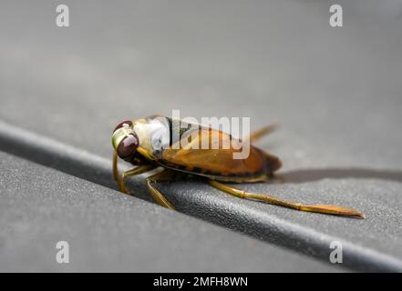 Nahaufnahme des Wasserfiebers. Gewöhnlicher Rückschwimmer. Notonecta glauca. Stockfoto