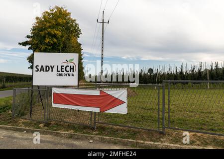 Landwirtschaft. Obstgarten mit Apfelbäumen. Großflächiger Obstanbau. Stockfoto