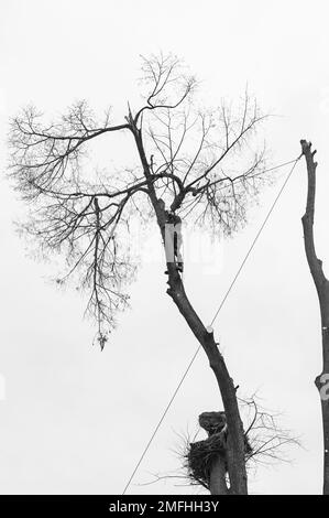 Ivano-Frankivsk, Ukraine 15. Dezember 2022: Ein Baumpfleger schneidet einen Baum auf dem Land, einen Baum am Himmelshintergrund, eine Silhouette einer Person und Stockfoto