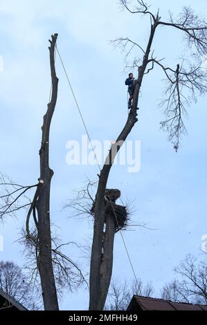 Ivano-Frankivsk, Ukraine 15. Dezember 2022: Ein Baumpfleger schneidet einen Baum auf dem Land, einen Baum am Himmelshintergrund, eine Silhouette einer Person und Stockfoto