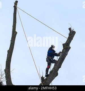 Ivano-Frankivsk, Ukraine, 15. Dezember 2022: Ein Baumpfleger schneidet zwei hohe Äste mit einer Stihl-Handsäge, gespannte Seile zum Absenken der Zange Stockfoto