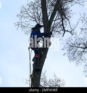 Ivano-Frankivsk, Ukraine 15. Dezember 2022: Ein Baumpfleger schneidet einen Baum, einen hohen und gefährlichen Baum, schneidet einen Baum bei bewölktem Wetter, Silhouette eines Lumpens Stockfoto