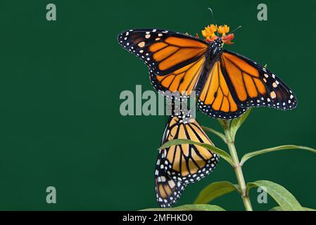 Zwei Monarch-Schmetterlinge stehen auf einer Blume im Garten Stockfoto
