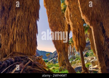 Shaggy Rocks in den Wüstenpalmen der Borrego Palm Canyon Oasis, Sunrise, Anza Borrego Desert Park, Kalifornien, USA Stockfoto