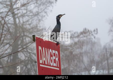 Eton, Windsor, Berkshire, Großbritannien. 25. Januar 2023. Ein Kormoran sitzt auf einem Gefahrenschild an der Themse in Eton. Man sieht sie oft mit ausgestreckten Flügeln, die sie abtrocknen. Sie sind ausgezeichnete Taucher. Phalacrocoracidae ist eine Familie von etwa 40 Arten von Wasservögeln, die gemeinhin als Kormorane und Haie bezeichnet werden. Kredit: Maureen McLean/Alamy Live News Stockfoto