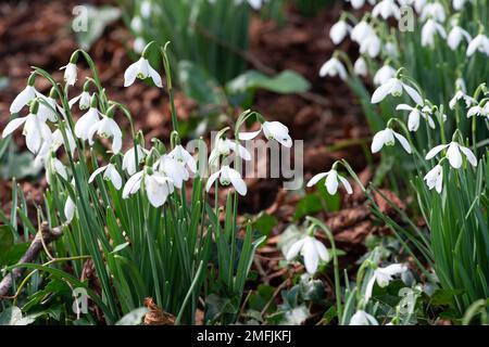 Dorney, Buckinghamshire, Großbritannien. 9. Februar 2022. Galanthus, hübsche Schneeglöckchen verstreuen einen Wald in Dorney, Buckinghamshire. In Europa gibt es rund 20 bekannte Arten von Schneeglöckchen. Kredit: Maureen McLean/Alamy Stockfoto