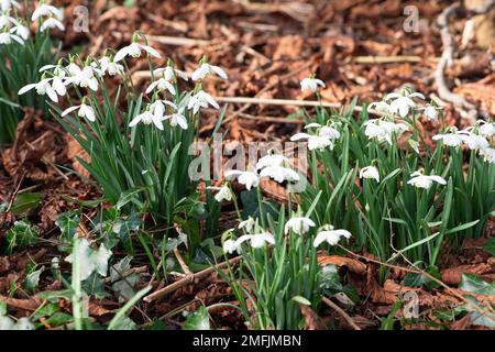 Dorney, Buckinghamshire, Großbritannien. 9. Februar 2022. Galanthus, hübsche Schneeglöckchen verstreuen einen Wald in Dorney, Buckinghamshire. In Europa gibt es rund 20 bekannte Arten von Schneeglöckchen. Kredit: Maureen McLean/Alamy Stockfoto