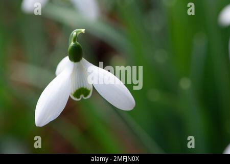 Dorney, Buckinghamshire, Großbritannien. 9. Februar 2022. Galanthus, hübsche Schneeglöckchen verstreuen einen Wald in Dorney, Buckinghamshire. In Europa gibt es rund 20 bekannte Arten von Schneeglöckchen. Kredit: Maureen McLean/Alamy Stockfoto