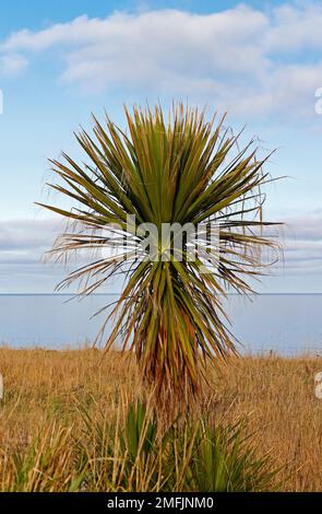 Eine Yucca-Zierpflanze in einem verlassenen Garten im Winter am Rand einer erodierenden Klippe in Happisburgh, Norfolk, England, Großbritannien. Stockfoto