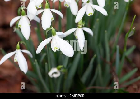 Dorney, Buckinghamshire, Großbritannien. 9. Februar 2022. Galanthus, hübsche Schneeglöckchen verstreuen einen Wald in Dorney, Buckinghamshire. In Europa gibt es rund 20 bekannte Arten von Schneeglöckchen. Kredit: Maureen McLean/Alamy Stockfoto