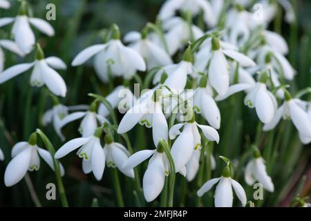 Dorney, Buckinghamshire, Großbritannien. 9. Februar 2022. Galanthus, hübsche Schneeglöckchen verstreuen einen Wald in Dorney, Buckinghamshire. In Europa gibt es rund 20 bekannte Arten von Schneeglöckchen. Kredit: Maureen McLean/Alamy Stockfoto