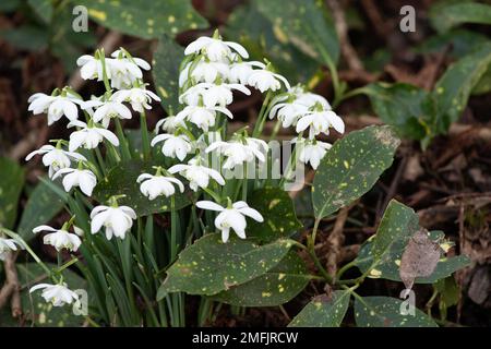 Dorney, Buckinghamshire, Großbritannien. 9. Februar 2022. Galanthus, hübsche Schneeglöckchen verstreuen einen Wald in Dorney, Buckinghamshire. In Europa gibt es rund 20 bekannte Arten von Schneeglöckchen. Kredit: Maureen McLean/Alamy Stockfoto