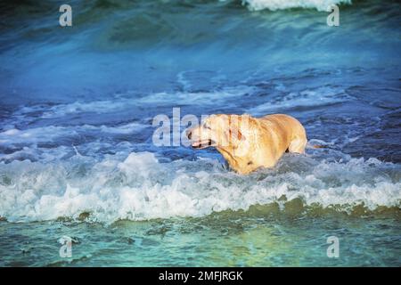 Gelber labrador Retriever-Hund, der im Meer schwimmt Stockfoto