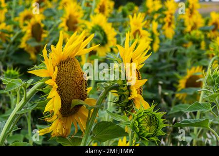 Eine junge, ungeöffnete Sonnenblume wächst auf einem Feld. Das Konzept der Sonnenblumenzucht. Stockfoto