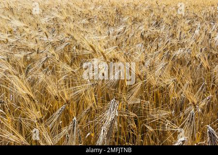 Getreide auf dem Feld, frisch für die Ernte, goldener Weizen in der Sonne. Felder voller Getreide. Goldenes reifes Korn, Gelb, goldener Hintergrund. Die Landschaft des Kuchen Stockfoto
