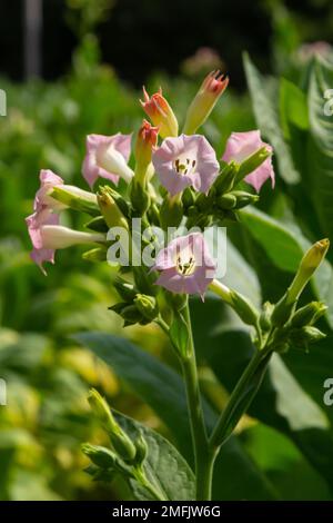 Blühende Tabakpflanzen im Tabakanbau. Tabakblumen, Nahaufnahme. Stockfoto