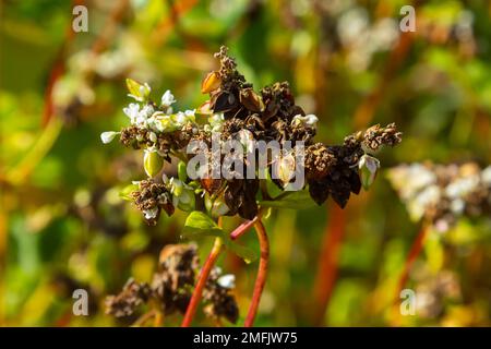 Reife Buchweizenpflanzen auf dem Feld. Selektiver Fokus. Geringe Schärfentiefe. Stockfoto