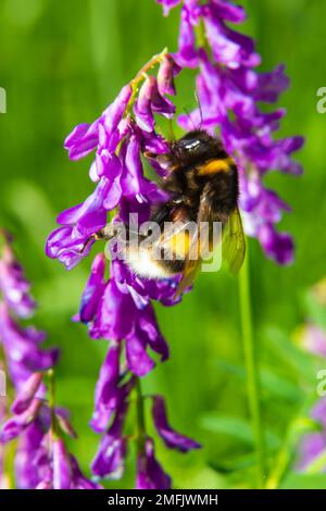 Nahaufnahme eines braunen, haarigen Arbeiters, gewöhnliche Kardermücke, Bombus Pascuorum, der Nektar aus den lila Blüten von Vogelwicken schlürfte. Stockfoto