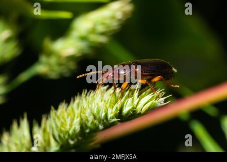 Kupferfarbener Käfer auf Gras in einer natürlichen Umgebung. Sommer, Traumtag. Stockfoto