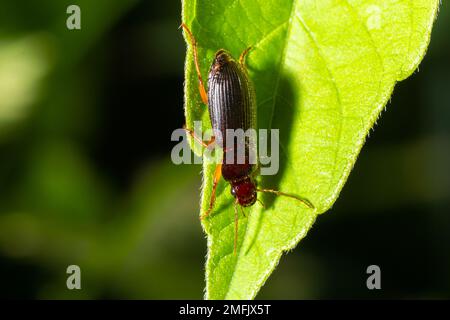 Kupferfarbener Käfer auf Gras in einer natürlichen Umgebung. Sommer, Traumtag. Stockfoto