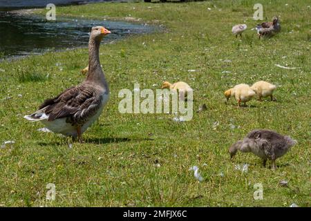 Ägyptische Gänsefamilie in freier Wildbahn. Weibchen, Männchen und Gänse der ägyptischen Gans ruhen im Gras. Erwachsene Gans mit Gänseküken. Spring Bro Stockfoto