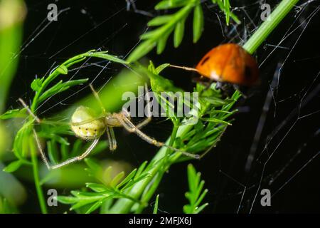 Nahaufnahme einer Gurkenspinne Araniella cucurbitina mit ihrer Beute auf einem Netz auf einer Pflanze, die im Sommer in einem Garten wächst. Stockfoto