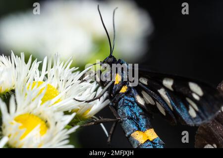 Neunfleckige Motte oder gelber Gürtel burnet, Amata phegea, vormals Syntomis phegea, Makro in Unkraut, selektiver Fokus, Oberer Freiheitsgrad Stockfoto