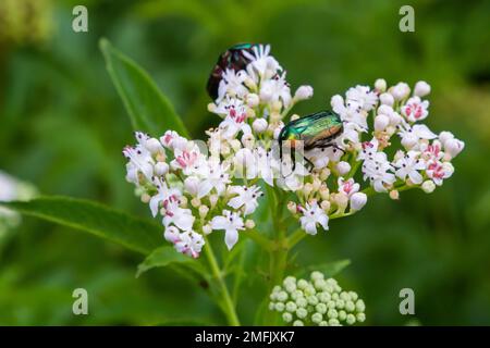 Grüner Rosenscheuer Cetonia aurata auf Danewort-Sambucus-ebulus-Blüten. Bild mit lokaler Fokussierung. Stockfoto