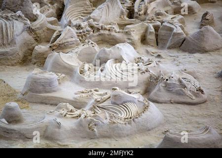 Die alten Fossilien im Ashfall Fossil Beds State Historical Park in Nebraska, USA Stockfoto