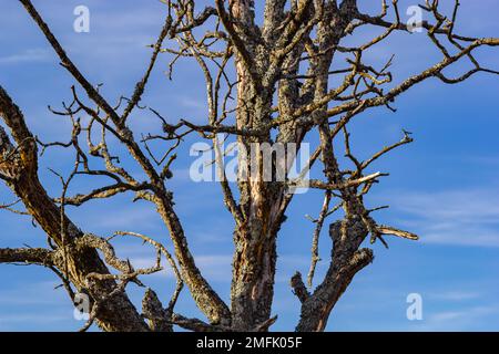 Der alte und vollständig trockene Baum, der gegen den blauen Himmel wächst. Stockfoto