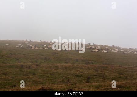 Eine Schar von Schafen, die am frühen Morgen im Nebel grasen, auf dem Weg des Heiligen James in den französischen Pyrenäen Stockfoto