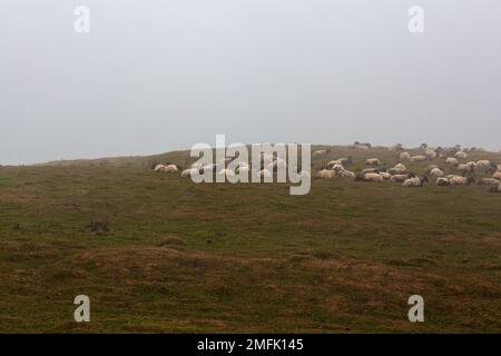 Eine Schar von Schafen, die am frühen Morgen im Nebel grasen, auf dem Weg des Heiligen James in den französischen Pyrenäen Stockfoto