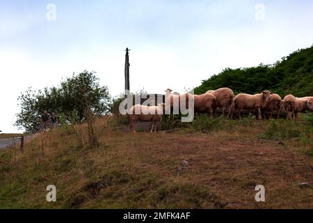 Ein Schaf aus den französischen Pyrenäen am frühen Morgen Stockfoto