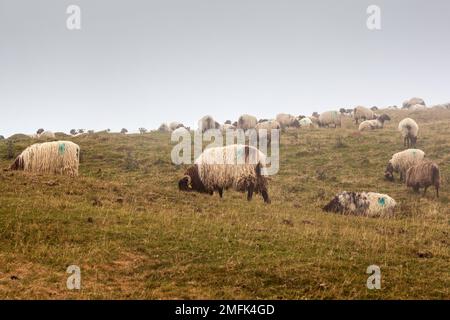 Die gemischte Schaf- und Ziegenherde, die am frühen Morgen im Nebel weidet, auf dem Weg des Heiligen Jakobus in den französischen Pyrenäen Stockfoto