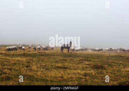 Die gemischte Schaf-, Esel- und Ziegenherde, die am frühen Morgen im Nebel auf dem Weg nach Saint James in den französischen Pyrenäen weidet Stockfoto