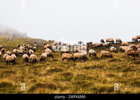 Die gemischte Herde von Schafen und Ziegen, die auf der Wiese entlang des Camino de Santiago in den französischen Pyrenäen weidet Stockfoto