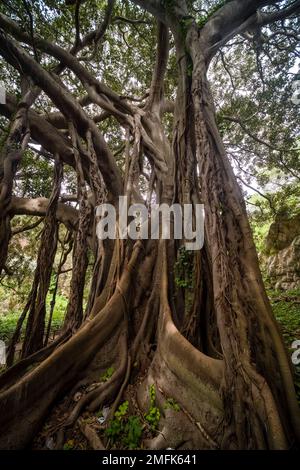 Ein sehr alter Moreton Bay Feigenbaum, Australian banyan (Ficus macrophylla), wächst in Parco Archeologico in der späten barocken Stadt Syracuse. Stockfoto