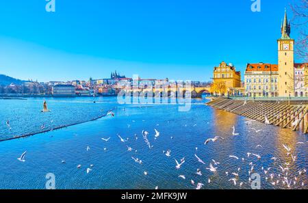 Die Schar weißer Möwen bei den hölzernen Eisbrechern im alten Wasserturm auf der Moldau in Prag, Tschechien Stockfoto