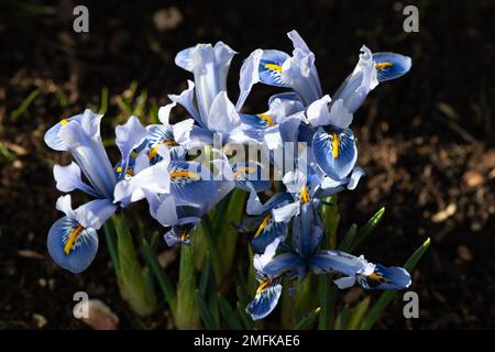 Stoke Poges, Buckinghamshire, Großbritannien. 9. Februar 2022. Hübsche blaue Iris-Blumen. Kredit: Maureen McLean/Alamy Stockfoto