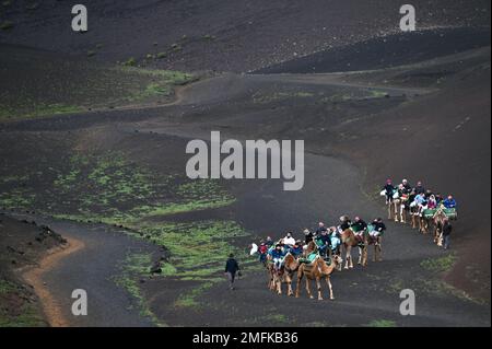 Kamelherde mit Touristen im Timanfaya-Nationalpark auf Lanzarote. Stockfoto