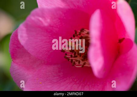 Stoke Poges, Buckinghamshire, Großbritannien. 9. Februar 2022. Hübsche pinke Azaleen-Blumen. Kredit: Maureen McLean/Alamy Stockfoto