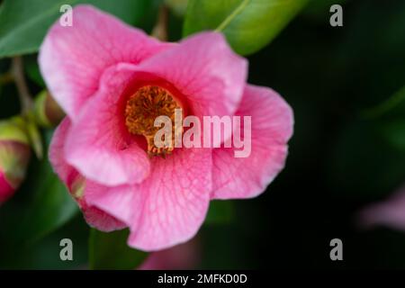 Stoke Poges, Buckinghamshire, Großbritannien. 9. Februar 2022. Hübsche pinke Azaleen-Blumen. Kredit: Maureen McLean/Alamy Stockfoto