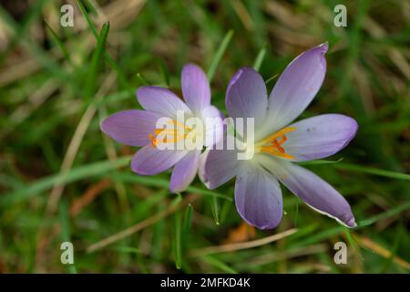 Stoke Poges, Buckinghamshire, Großbritannien. 9. Februar 2022. Hübsche lila und weiße Krokusblüten. Kredit: Maureen McLean/Alamy Stockfoto