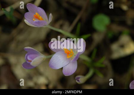 Stoke Poges, Buckinghamshire, Großbritannien. 9. Februar 2022. Hübsche lila Krokusblüten. Kredit: Maureen McLean/Alamy Stockfoto