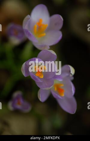 Stoke Poges, Buckinghamshire, Großbritannien. 9. Februar 2022. Hübsche lila Krokusblüten. Kredit: Maureen McLean/Alamy Stockfoto