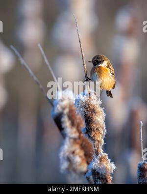 Ein männlicher Stonechat im Wintergefieder, der auf einem Busch sitzt Stockfoto