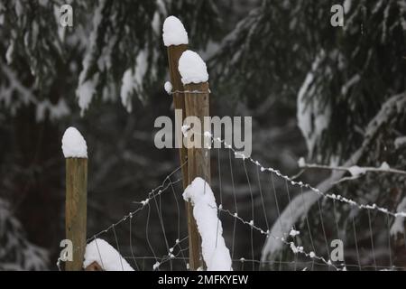 Schneekappen auf Zaunpfählen im Winter. Stockfoto