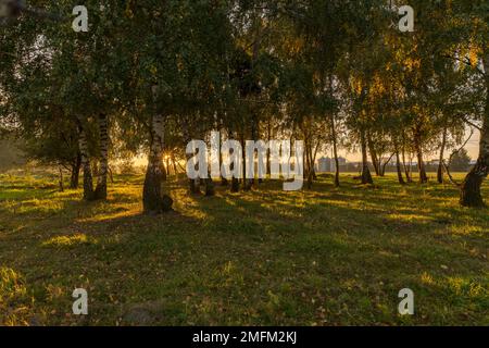 Gelbe Baumkronen, die von der Morgensonne beleuchtet werden. Stockfoto