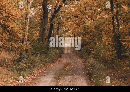 Blick auf den farbenfrohen Herbstwald am sonnigen Tag. Orangefarbene, gelbe, rote Blätter von Bäumen. Weg tief in den Wald in der Mitte. Stockfoto