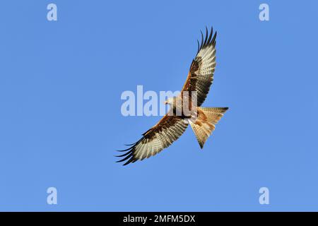 Red Kite (Milvus milvus), Flug über den Luftraum einer Fütterungsstelle für rote Drachen bei Argaty Red Kites, Lerrocks Farm, Stirlingshire, Schottland, Februar Stockfoto